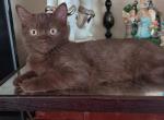 Mindy - British Shorthair Cat For Sale - Copperas Cove&comma; TX&comma; US
