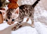 Bengal kittens - Bengal Cat For Sale - Battle Ground&comma; WA&comma; US