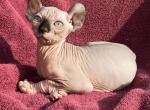 Heart - Sphynx Cat For Sale - Scottsdale&comma; AZ&comma; US