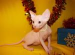 Sphynx - Sphynx Cat For Sale - Abington&comma; PA&comma; US