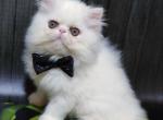 Marsel - Persian Cat For Sale - Hollywood&comma; FL&comma; US