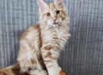 Cezar - Maine Coon Cat For Sale - Hollywood&comma; FL&comma; US