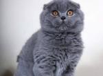 Alina - Scottish Fold Cat For Sale - Hollywood&comma; FL&comma; US