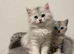 Silver Scottish kittens - Scottish Fold Cat For Sale - Tukwila&comma; WA&comma; US