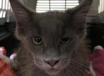 Magnolia Grayson blue kitty Coon - Maine Coon Cat For Sale - Chipley&comma; FL&comma; US
