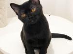 Alaska - Bombay Cat For Sale - Hollywood&comma; FL&comma; US