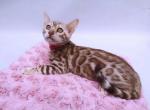 Princess - Bengal Cat For Sale - Miami&comma; FL&comma; US