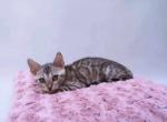 Lola - Bengal Cat For Sale - Miami&comma; FL&comma; US