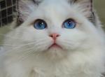 Christina - Ragdoll Cat For Sale - Los Angeles&comma; CA&comma; US
