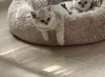 no name - British Shorthair Cat For Sale - Dallas&comma; TX&comma; US
