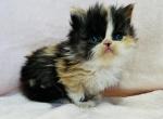 Lola - Persian Cat For Sale - Callahan&comma; FL&comma; US
