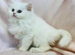 Tessa - Persian Cat For Sale - Callahan&comma; FL&comma; US