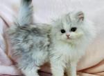Ellie - Persian Cat For Sale - Callahan&comma; FL&comma; US