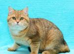 Urman - Scottish Straight Cat For Sale - Los Angeles&comma; CA&comma; US