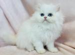 Alice - Persian Cat For Sale - Callahan&comma; FL&comma; US