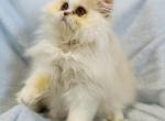 Griffin - Persian Cat For Sale - Callahan&comma; FL&comma; US