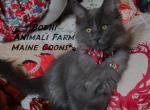 Bodhi - Maine Coon Cat For Sale - Santa Maria&comma; CA&comma; US