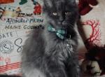 Beau - Maine Coon Cat For Sale - Santa Maria&comma; CA&comma; US