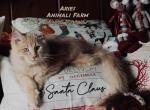 Aries - Maine Coon Cat For Sale - Santa Maria&comma; CA&comma; US