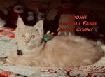 Adonis - Maine Coon Cat For Sale - Santa Maria&comma; CA&comma; US