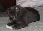 Xenos - Maine Coon Cat For Sale - Santa Maria&comma; CA&comma; US