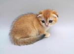 Simba - Scottish Fold Cat For Sale - Hollywood&comma; FL&comma; US