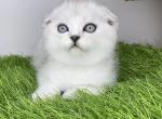Quick - Scottish Fold Cat For Sale - Hollywood&comma; FL&comma; US