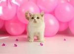 Armani - British Shorthair Cat For Sale - Miami&comma; FL&comma; US