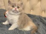 Kelly - British Shorthair Cat For Sale - Miami&comma; FL&comma; US