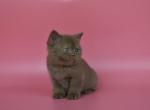 Simi - British Shorthair Cat For Sale - Miami&comma; FL&comma; US