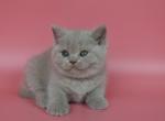 Sheyla - British Shorthair Cat For Sale - Miami&comma; FL&comma; US