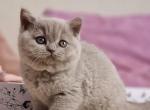 Honey - British Shorthair Cat For Sale - Miami&comma; FL&comma; US