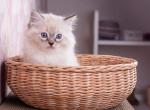 Asher - Ragdoll Cat For Sale - Miami&comma; FL&comma; US