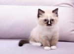 Ayhan - Ragdoll Cat For Sale - Miami&comma; FL&comma; US