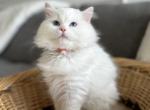 Fluffy Ball Orange - Ragdoll Cat For Sale - NC&comma; US