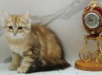 Highlander CFA certified - Siberian Cat For Sale - Ashburn&comma; VA&comma; US