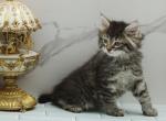 Kolina of RomanovCats - Siberian Cat For Sale - Ashburn&comma; VA&comma; US
