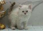 Krystalina of RomanovCats - Siberian Cat For Sale - Ashburn&comma; VA&comma; US