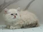 Ilarion CFA certified - Siberian Cat For Sale - Ashburn&comma; VA&comma; US