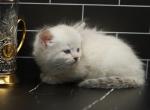 Musketeer of Romanov Dynasty - Siberian Cat For Sale - Ashburn&comma; VA&comma; US