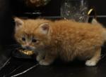 Mushu of Romanov Dynasty - Siberian Cat For Sale - Ashburn&comma; VA&comma; US