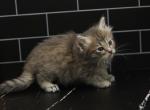 Meadow of Romanov Dynasty - Siberian Cat For Sale - Ashburn&comma; VA&comma; US