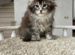 Lamborghini - Maine Coon Cat For Sale - Hollywood&comma; FL&comma; US