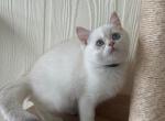 Casper - British Shorthair Cat For Sale - Jacksonville&comma; FL&comma; US