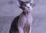 Richie - Devon Rex Cat For Sale - Philadelphia&comma; PA&comma; US