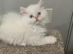 Casper - Himalayan Cat For Sale - Dover&comma; NH&comma; US