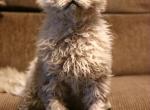 Sir Richard - Selkirk Rex Cat For Sale - Iva&comma; SC&comma; US