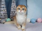 Gerald - Scottish Fold Cat For Sale - Hollywood&comma; FL&comma; US