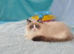 Gretta - Ragdoll Cat For Sale - Miami&comma; FL&comma; US