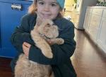 Barbie - Exotic Cat For Sale - TN&comma; US